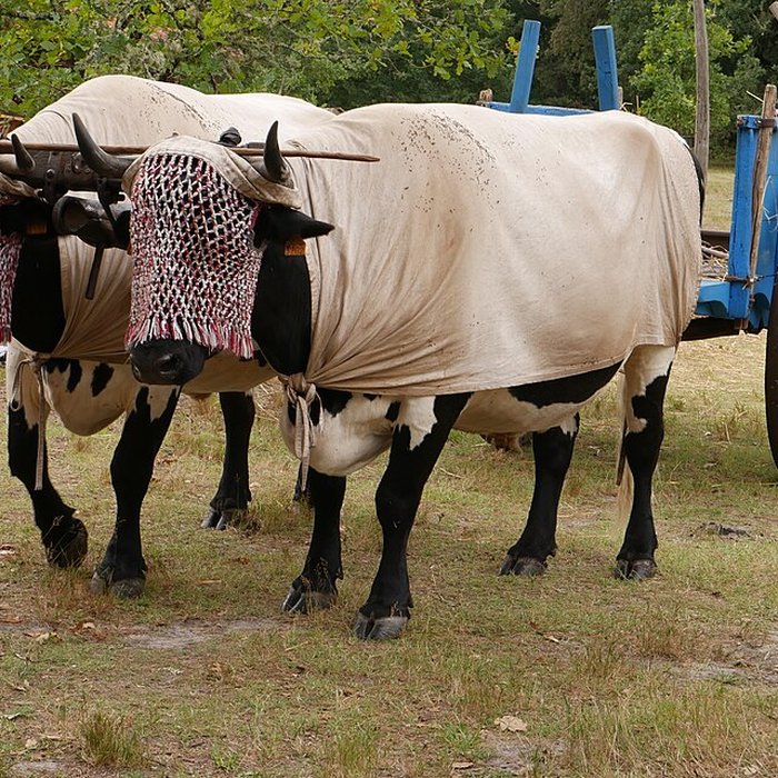 Photo de Écomusée de la Grande Lande à Sabres