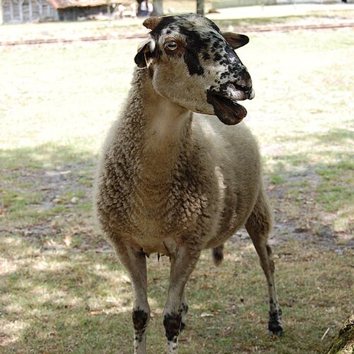 Photo de Écomusée de la Grande Lande à Sabres