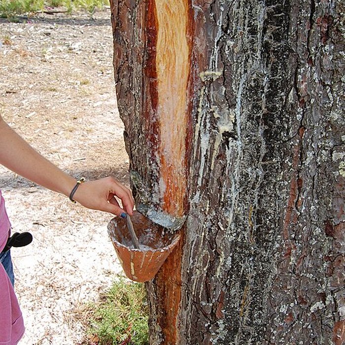 Photo de Écomusée de la Grande Lande à Sabres