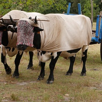 Écomusée de la Grande Lande à Sabres