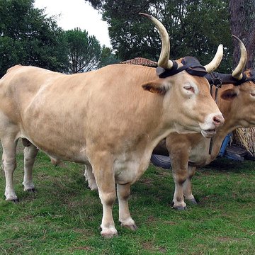 Écomusée de la Grande Lande à Sabres