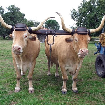 Écomusée de la Grande Lande à Sabres