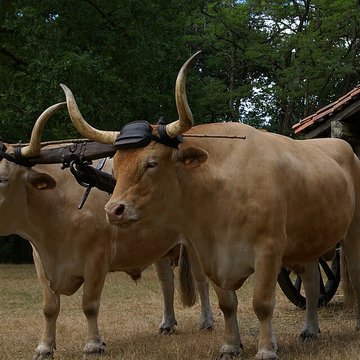 Écomusée de la Grande Lande à Sabres