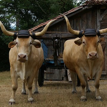 Écomusée de la Grande Lande à Sabres
