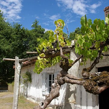 Écomusée de la Grande Lande à Sabres