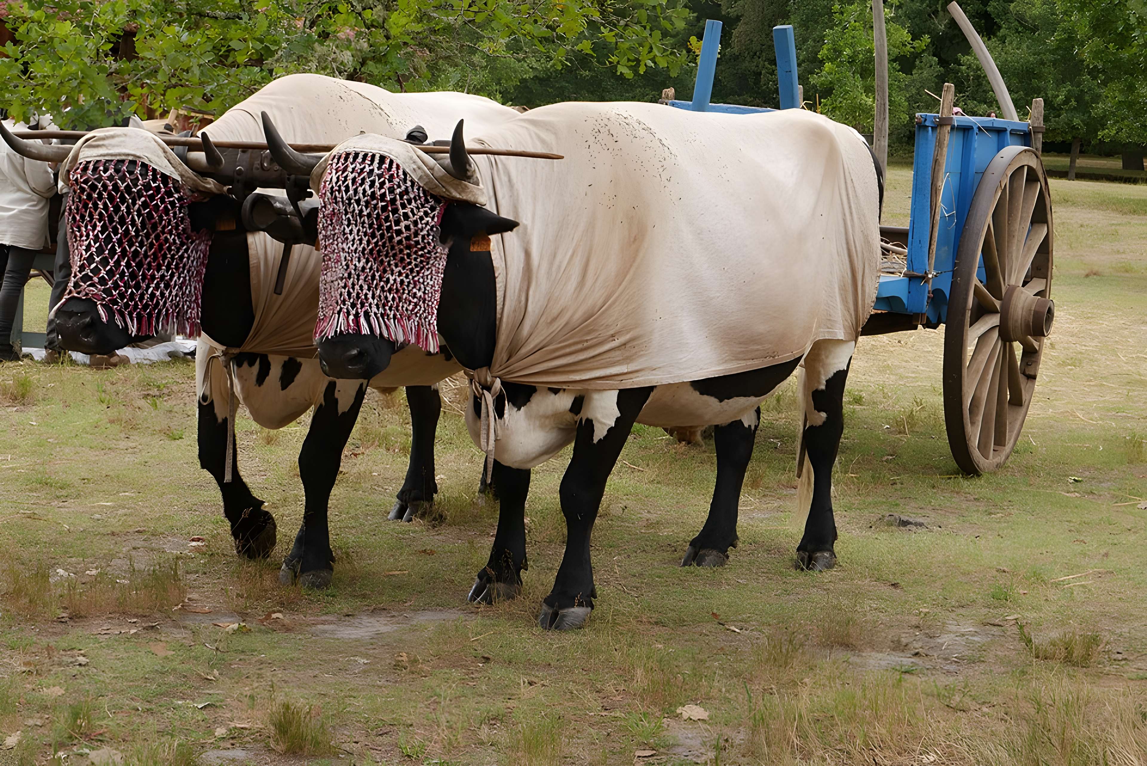 Écomusée de la Grande Lande à Sabres