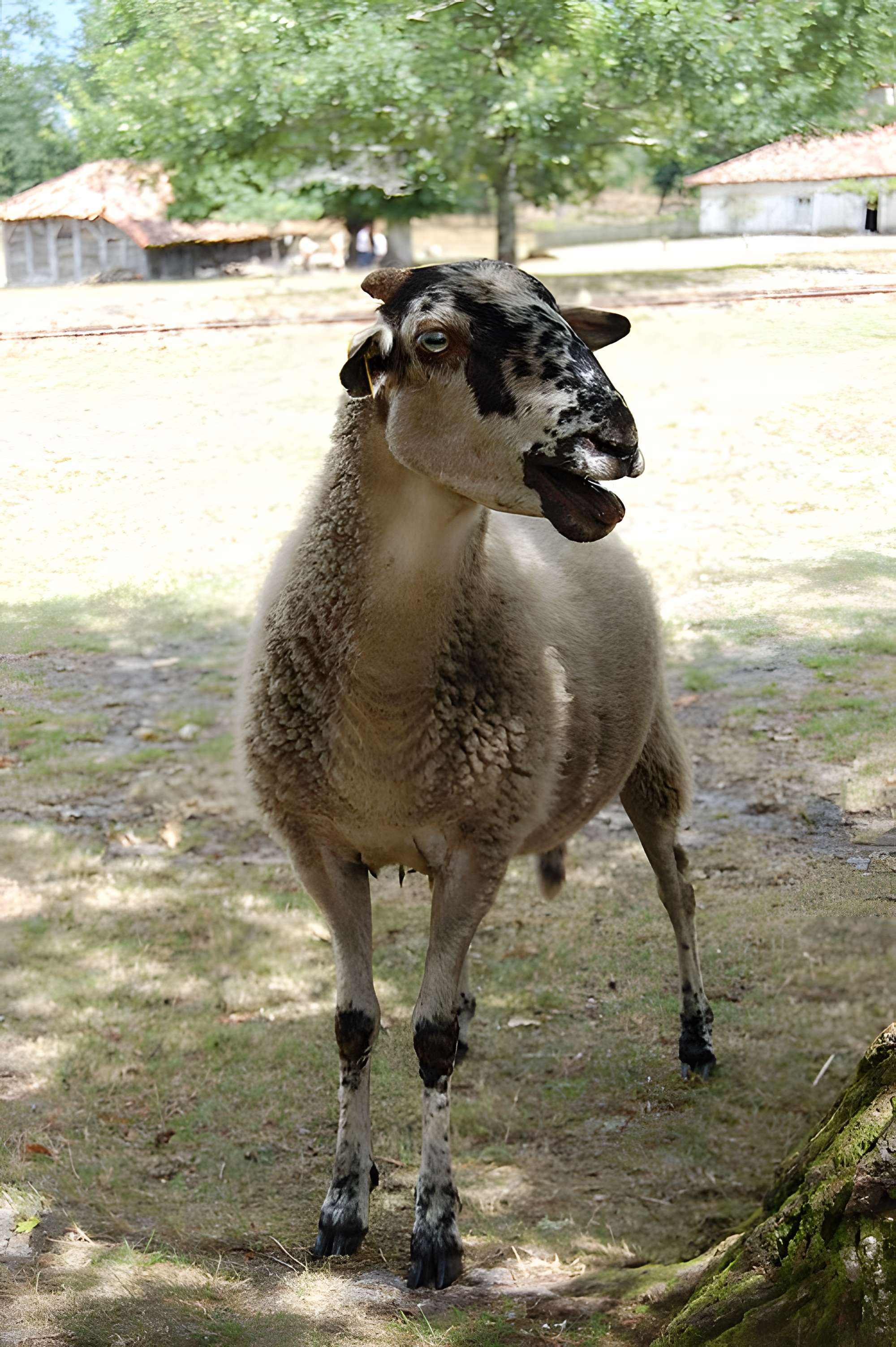 Écomusée de la Grande Lande à Sabres