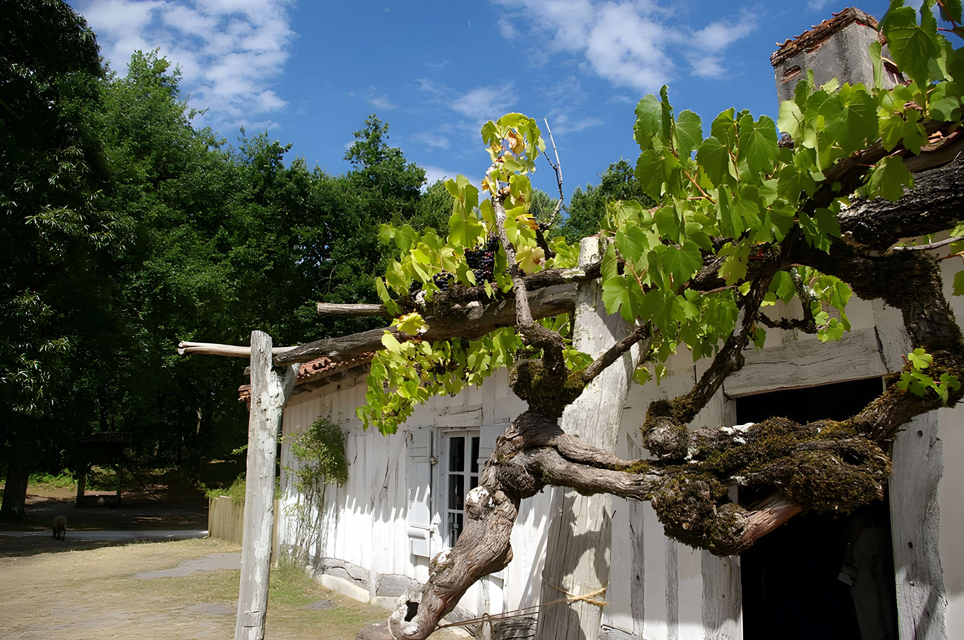 Écomusée de la Grande Lande à Sabres
