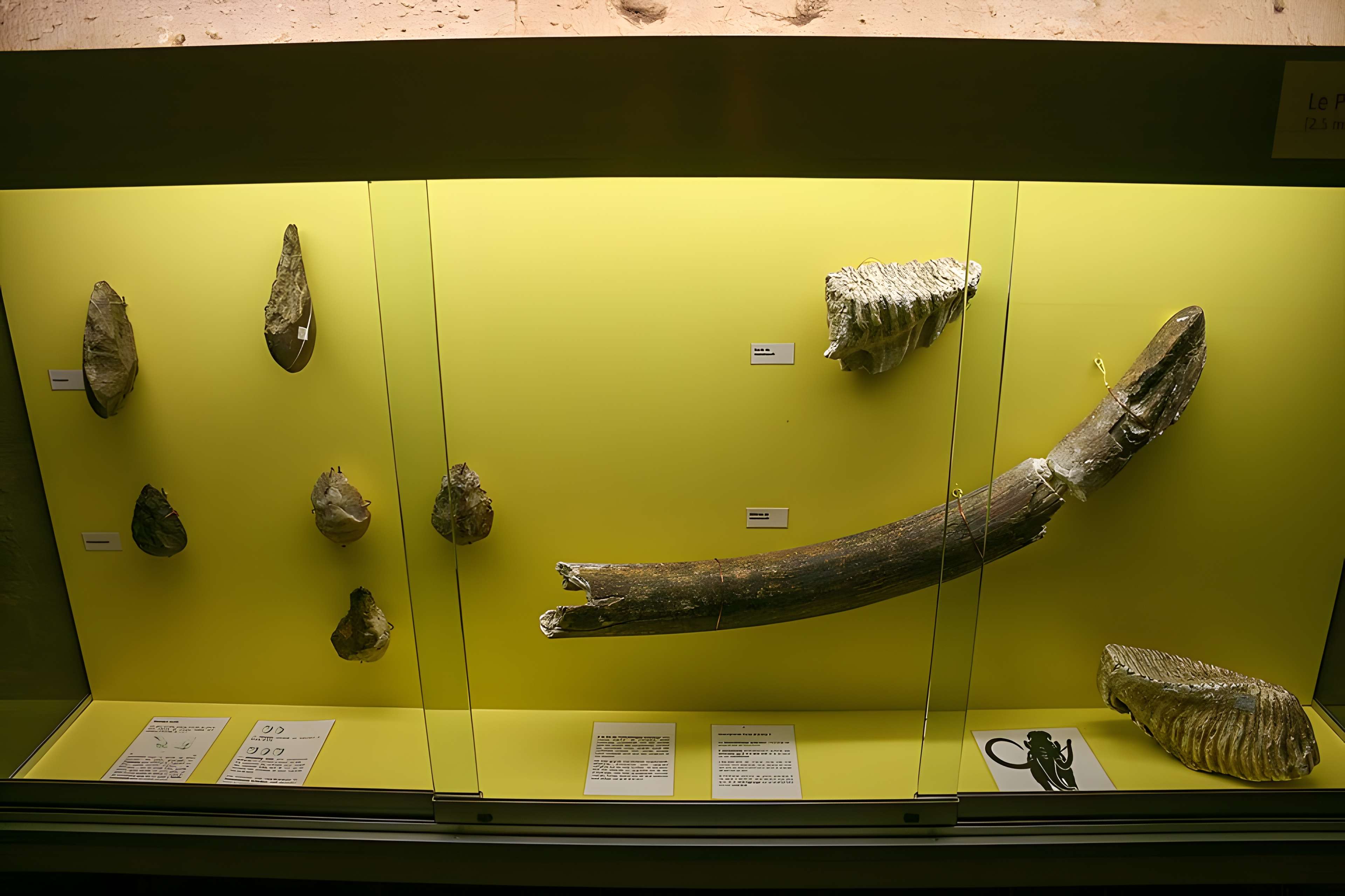 Musée des beaux-arts d'Agen