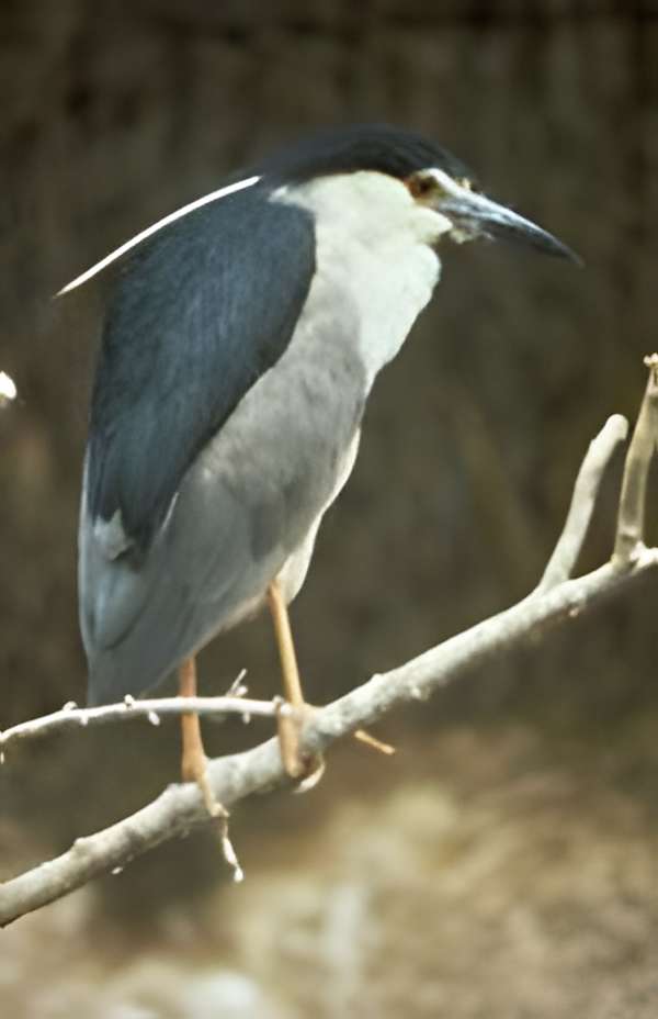 Espace Nature du Val d'Allier à Moulins 