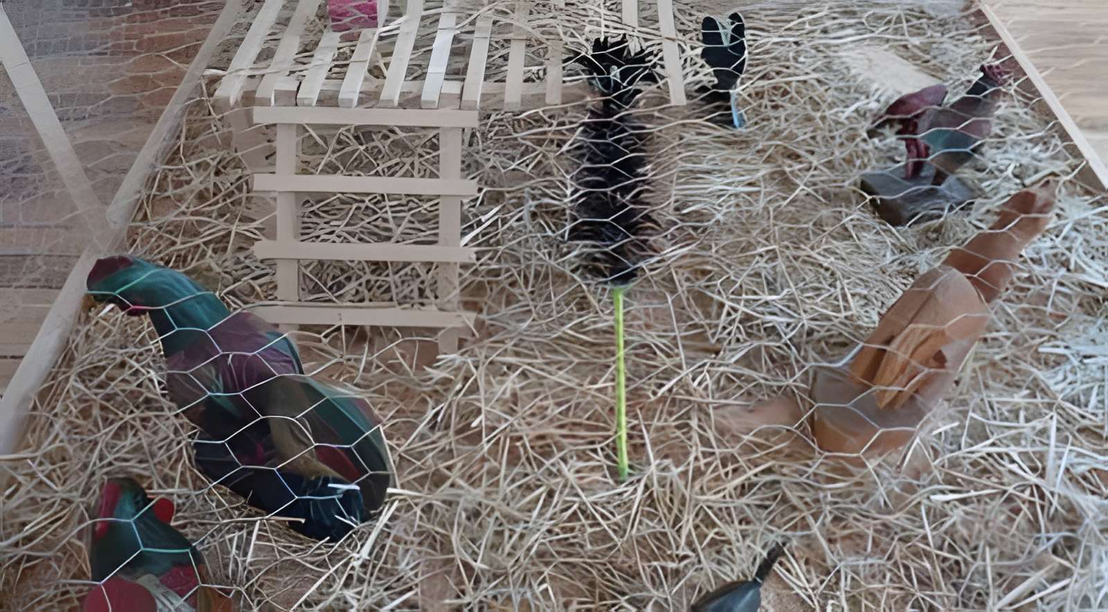 Gallinothèque (espace dédié au coq) à Yzeure 