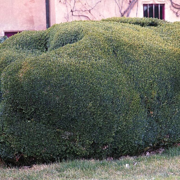 Photo de Château de Pin