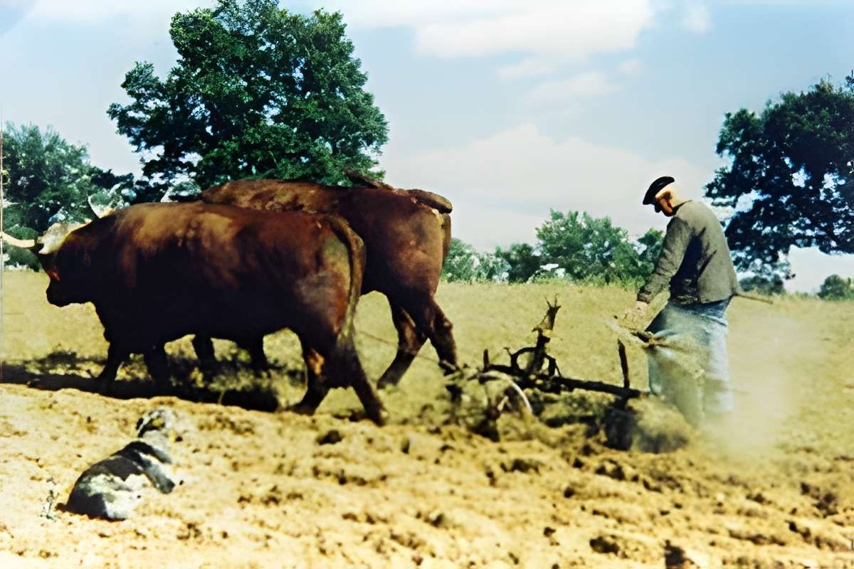 Musée de l'agriculture auvergnate de Coltines 