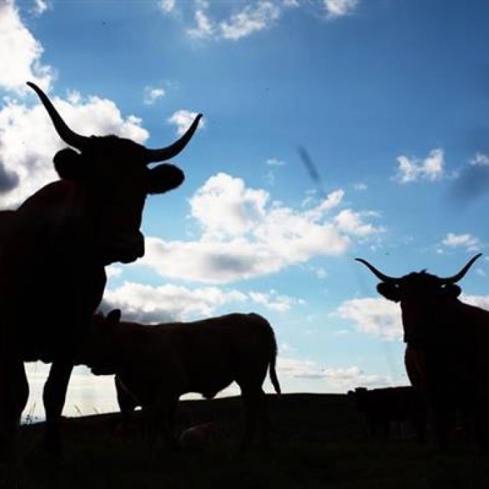 Photo de Musée la Maison de la Salers à Saint-Bonnet-de-Salers