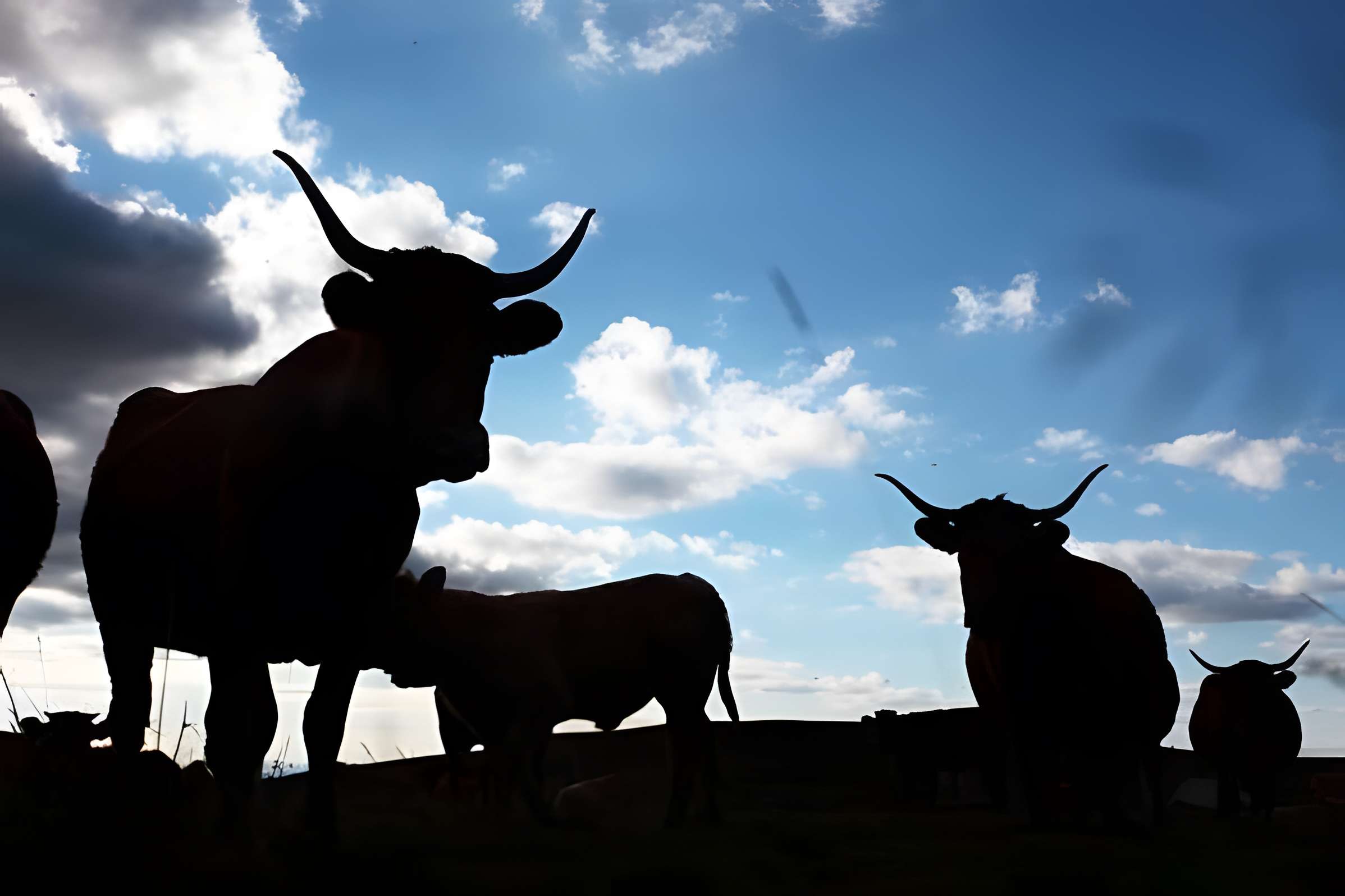 Musée la Maison de la Salers à Saint-Bonnet-de-Salers 