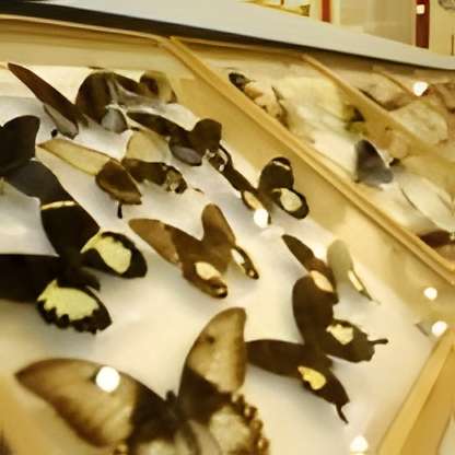 Maison de la faune à Murat 