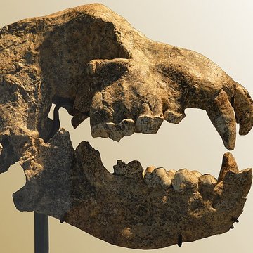 Musée Crozatier au Puy-en-Velay