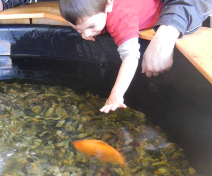 Maison du Saumon et de la Rivière à Brioude 