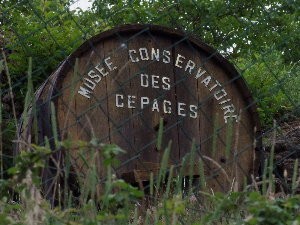Photo de Musée Conservatoire des Cépages de la Ribeyre à Saint-Ilpize