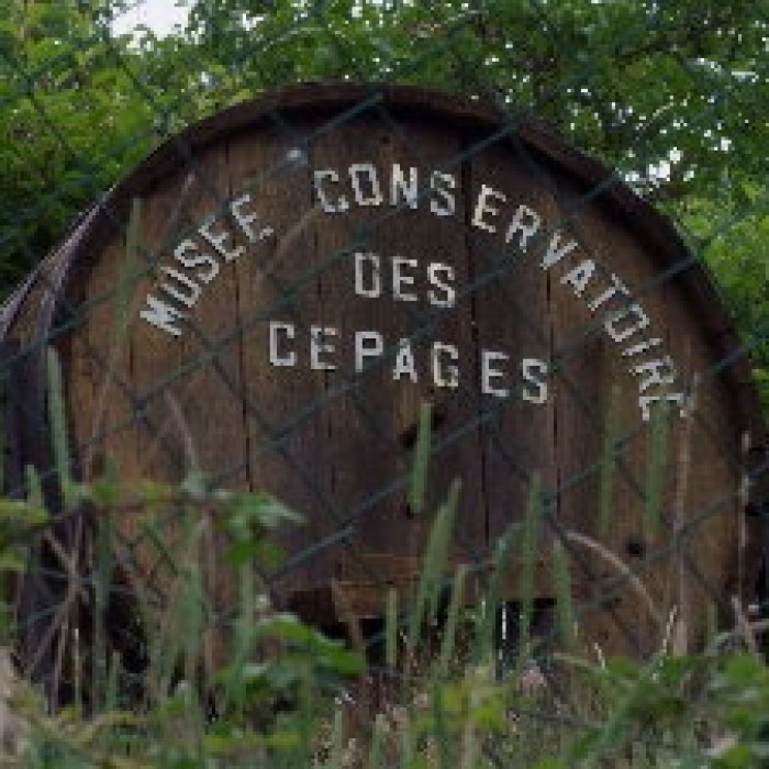 Photo de Musée Conservatoire des Cépages de la Ribeyre à Saint-Ilpize