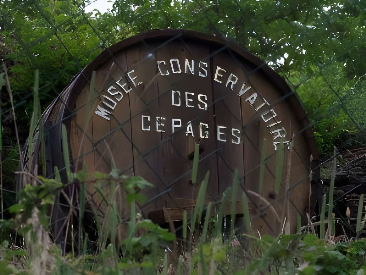 Musée Conservatoire des Cépages de la Ribeyre à Saint-Ilpize 