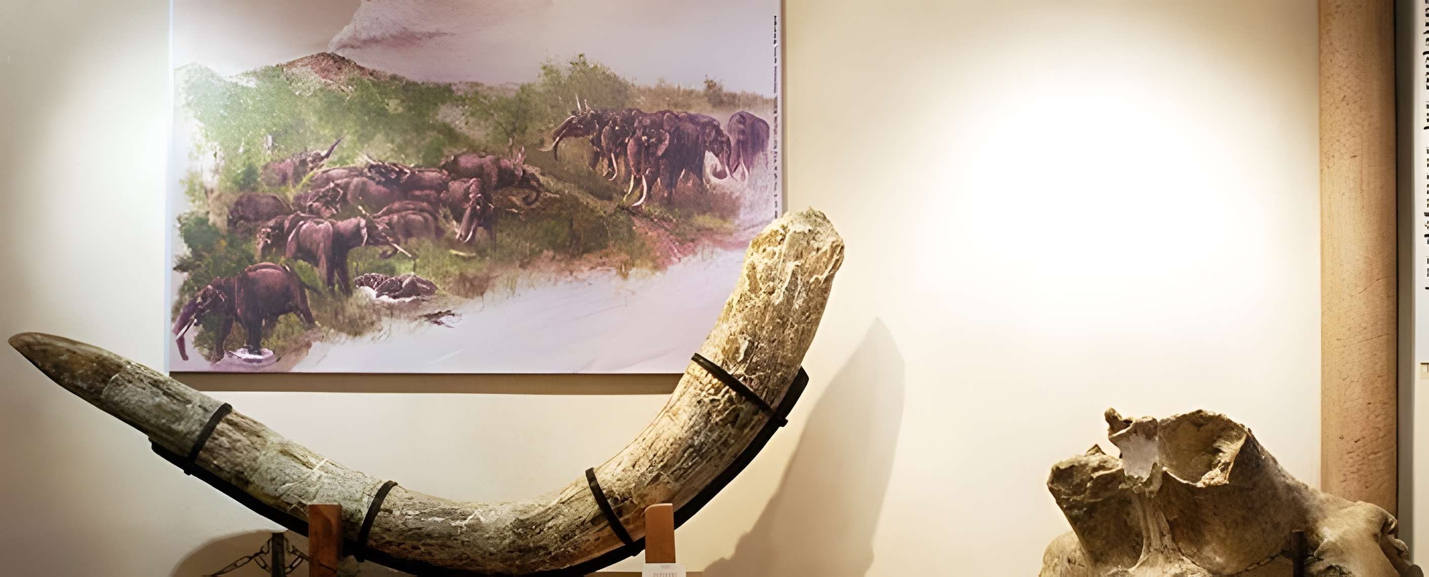 Musée de paléontologie Christian-Guth à Chilhac 