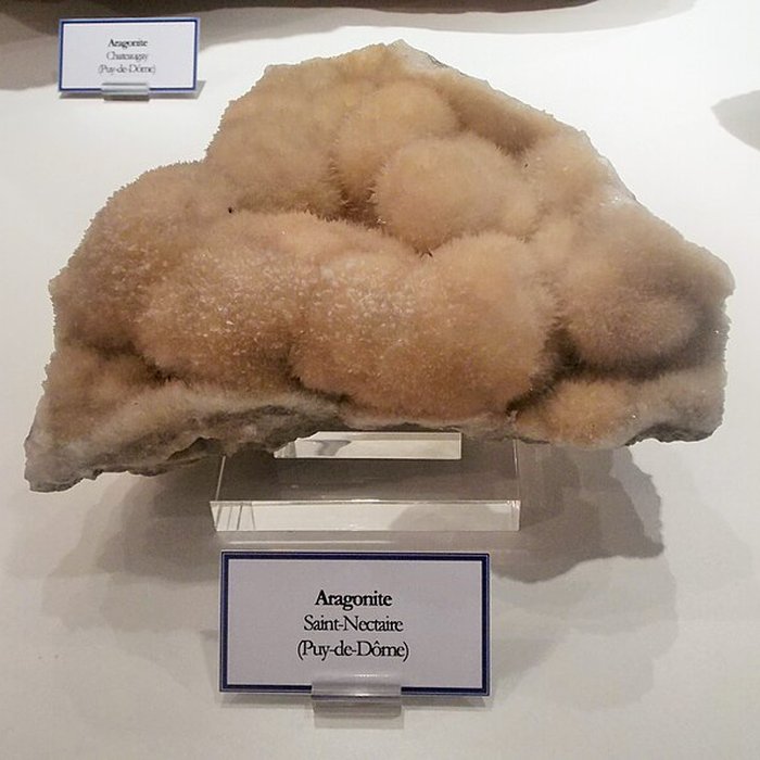 Photo de Muséum dhistoire naturelle Henri-Lecoq à Clermont-Ferrand