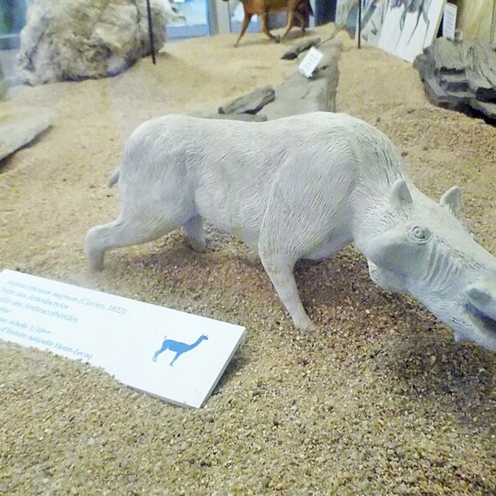 Photo de Muséum dhistoire naturelle Henri-Lecoq à Clermont-Ferrand