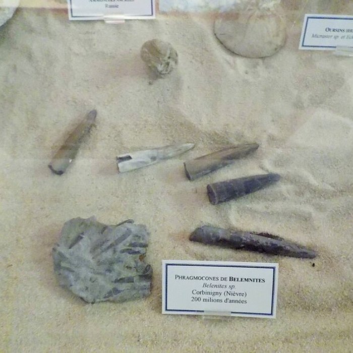 Photo de Muséum dhistoire naturelle Henri-Lecoq à Clermont-Ferrand