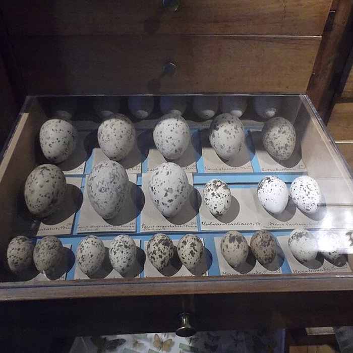 Photo de Muséum dhistoire naturelle Henri-Lecoq à Clermont-Ferrand