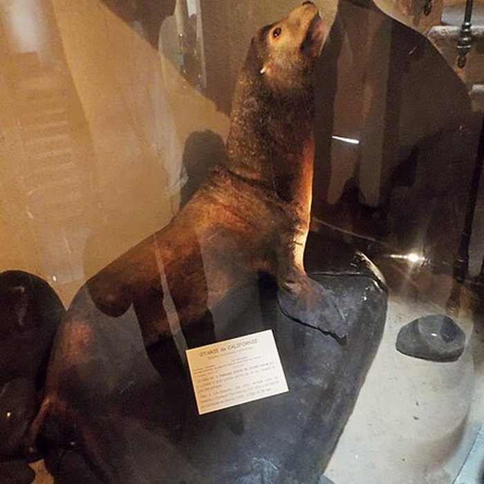 Photo de Muséum dhistoire naturelle Henri-Lecoq à Clermont-Ferrand