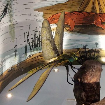 Muséum dhistoire naturelle Henri-Lecoq à Clermont-Ferrand