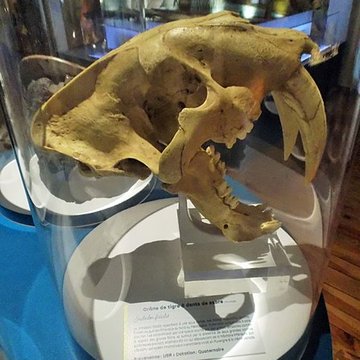 Muséum dhistoire naturelle Henri-Lecoq à Clermont-Ferrand