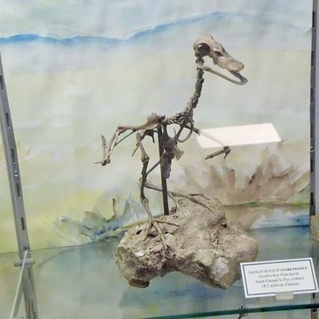 Muséum dhistoire naturelle Henri-Lecoq à Clermont-Ferrand