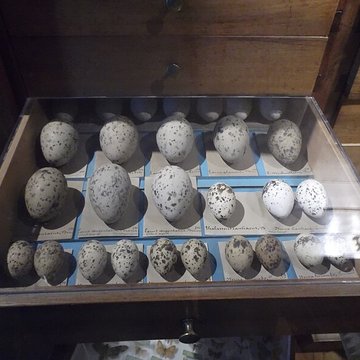 Muséum dhistoire naturelle Henri-Lecoq à Clermont-Ferrand