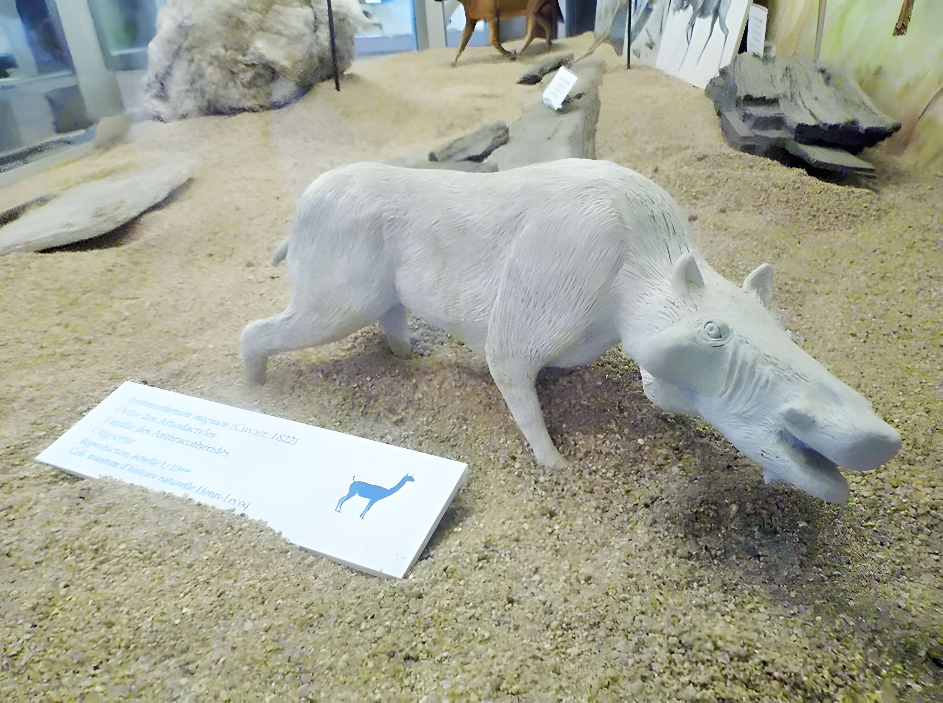 Muséum d'histoire naturelle Henri-Lecoq à Clermont-Ferrand