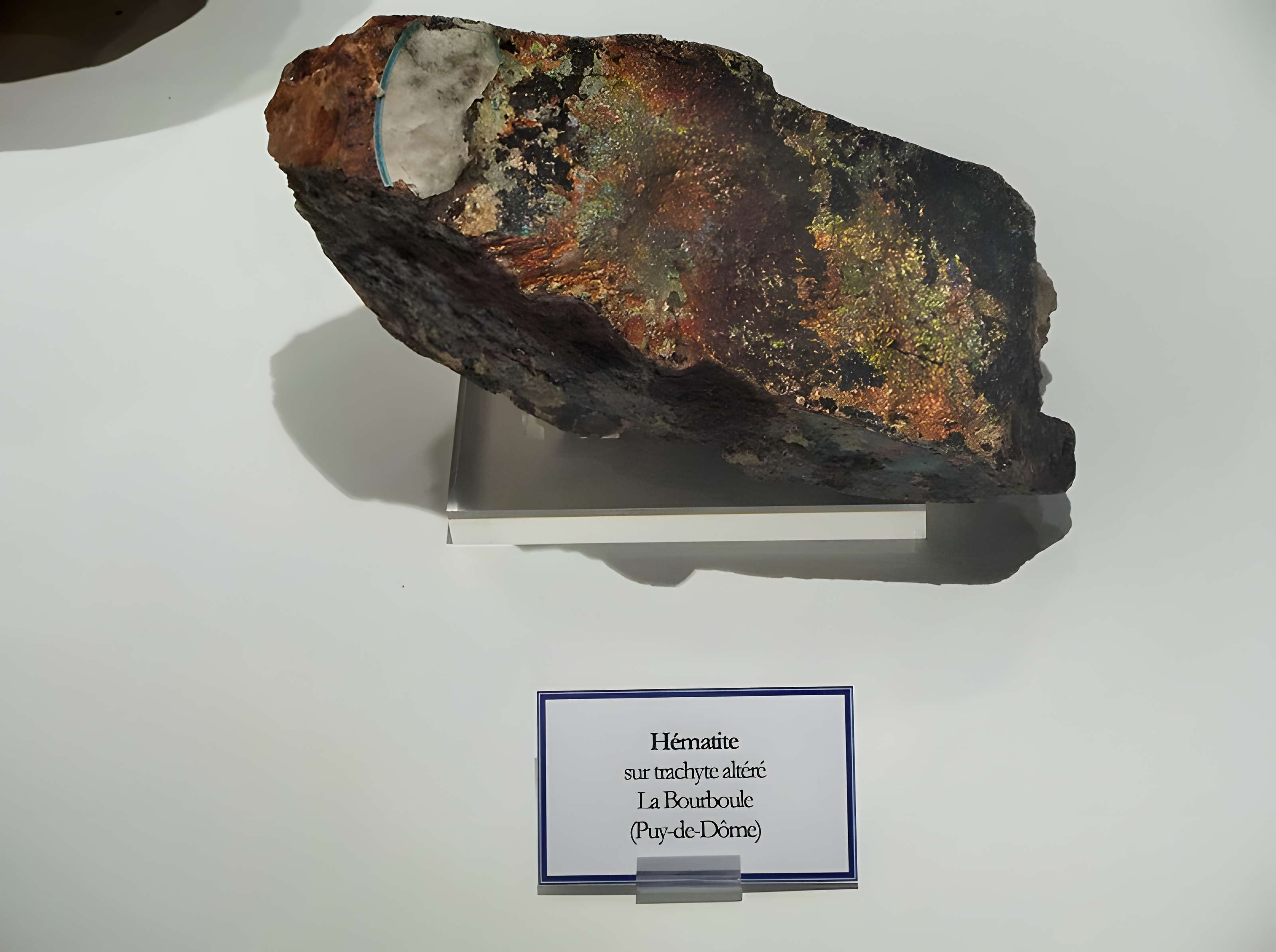 Muséum d'histoire naturelle Henri-Lecoq à Clermont-Ferrand