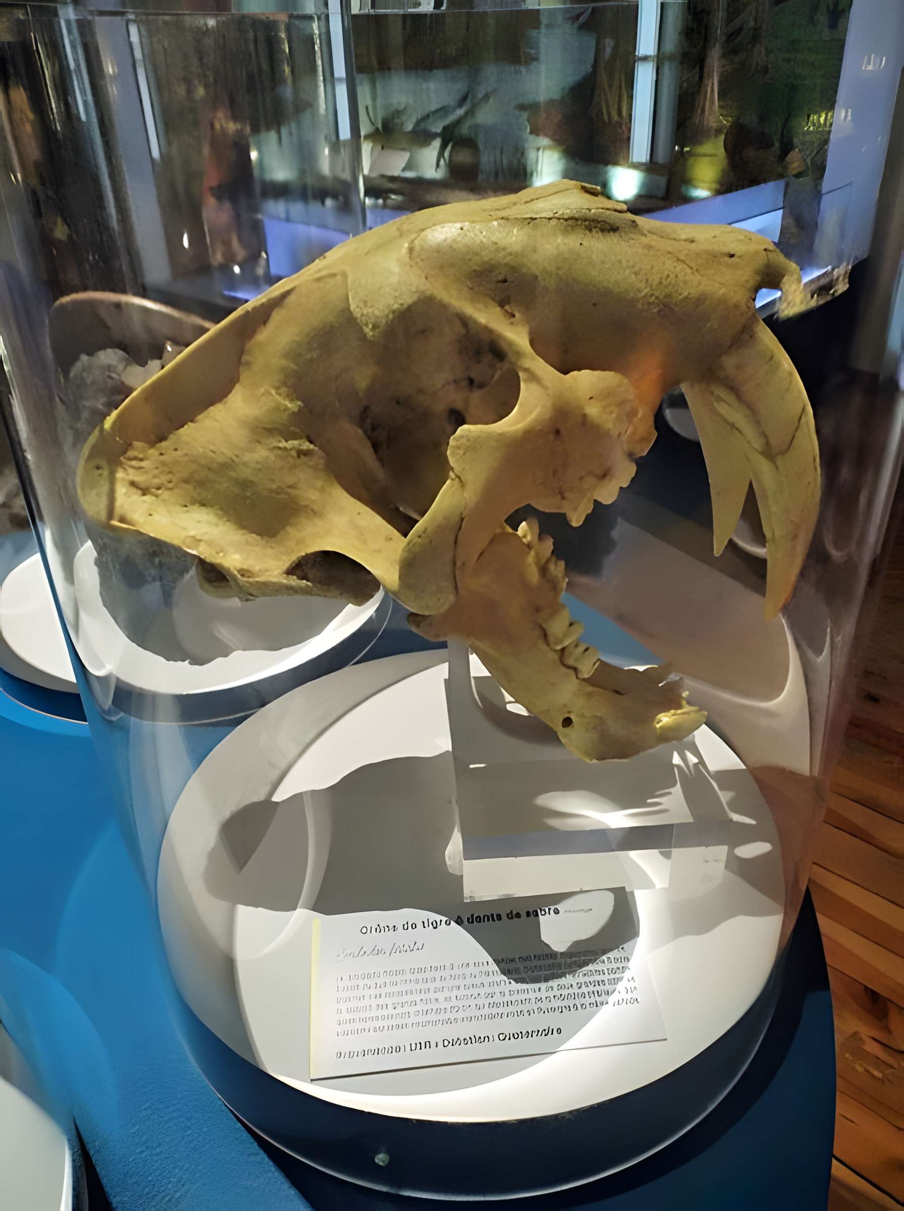 Muséum d'histoire naturelle Henri-Lecoq à Clermont-Ferrand