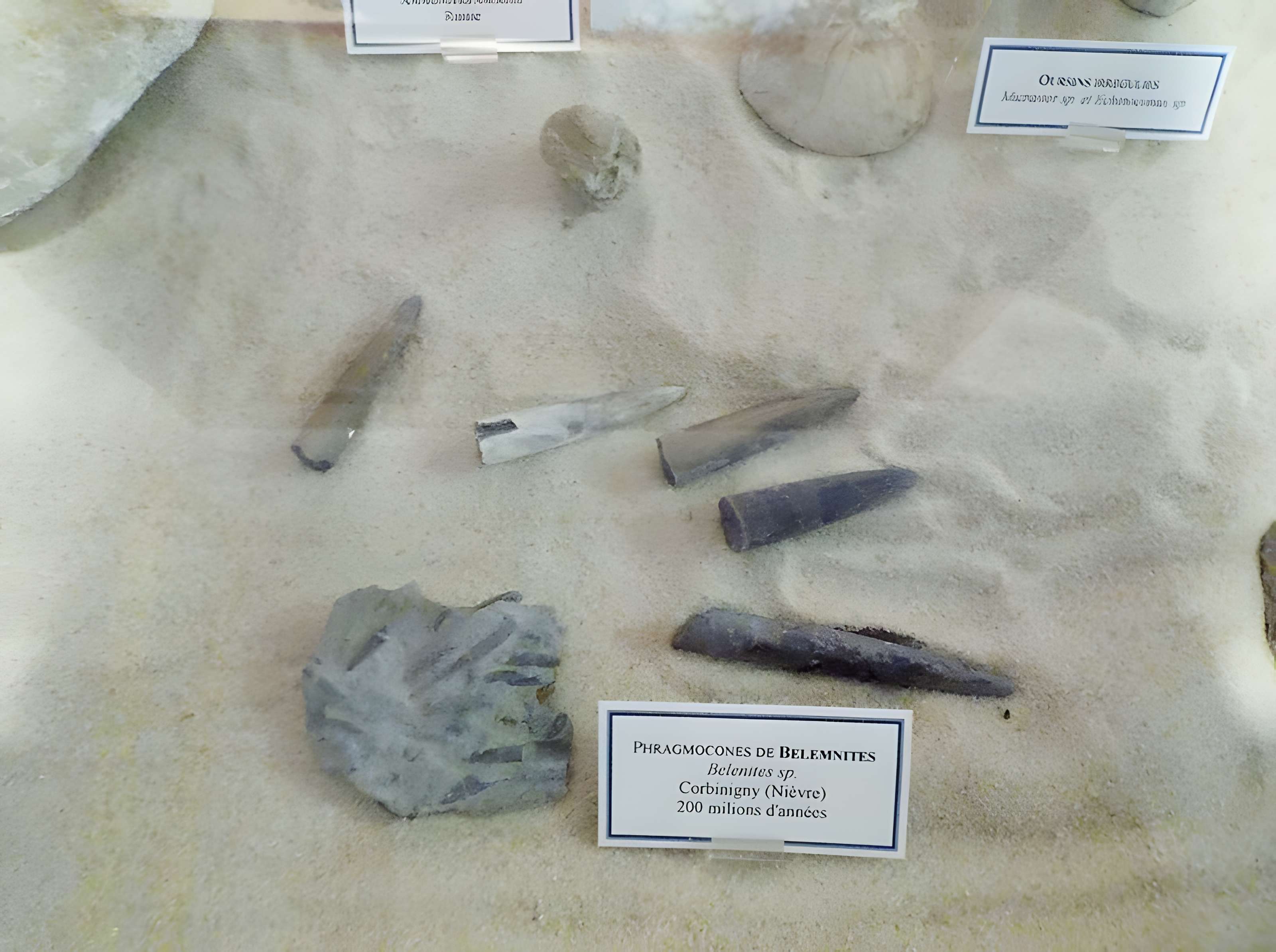 Muséum d'histoire naturelle Henri-Lecoq à Clermont-Ferrand