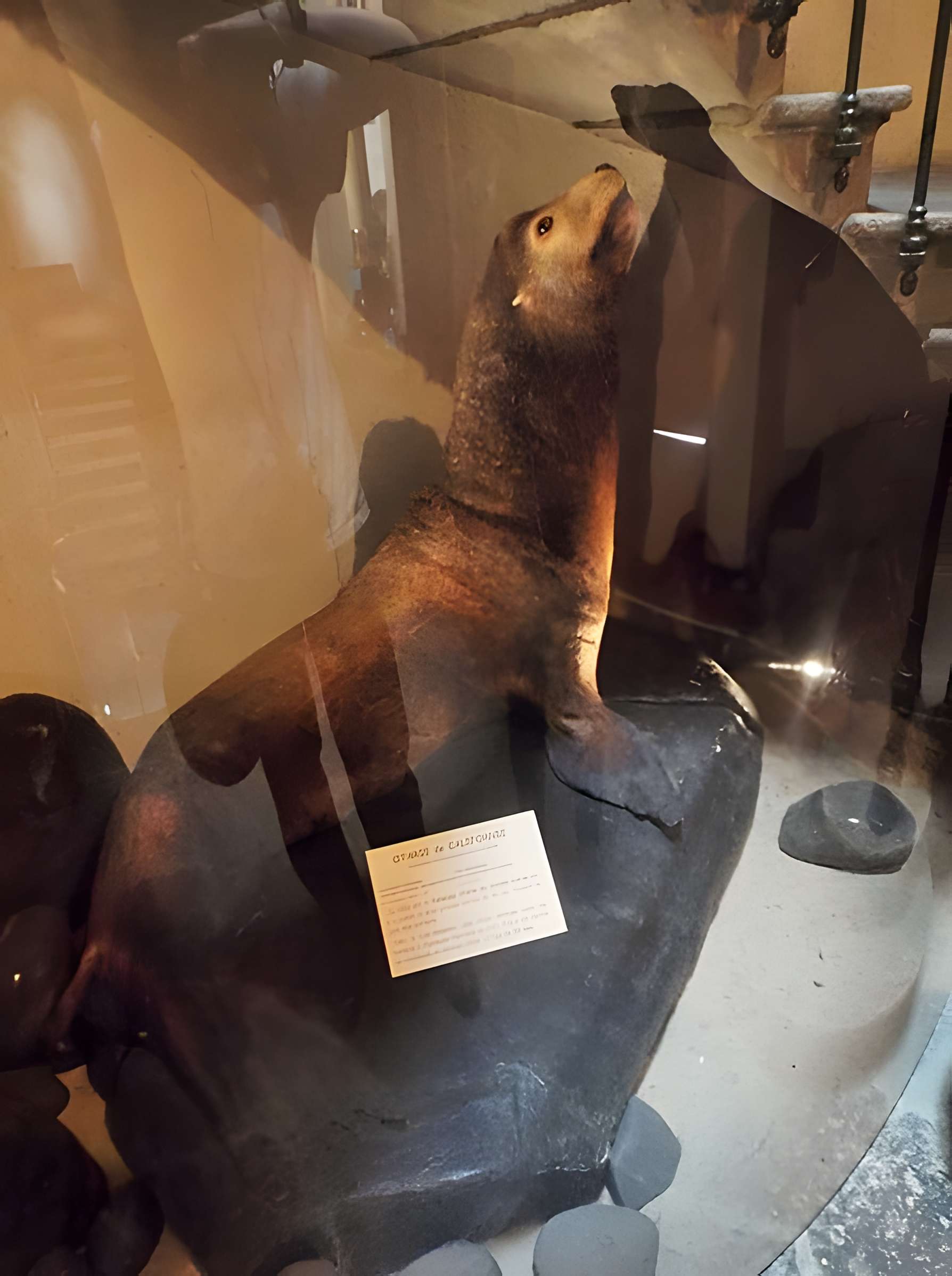 Muséum d'histoire naturelle Henri-Lecoq à Clermont-Ferrand