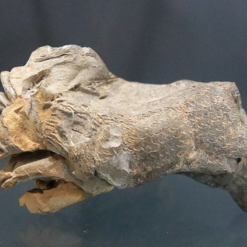 Musée départemental de la céramique de Lezoux