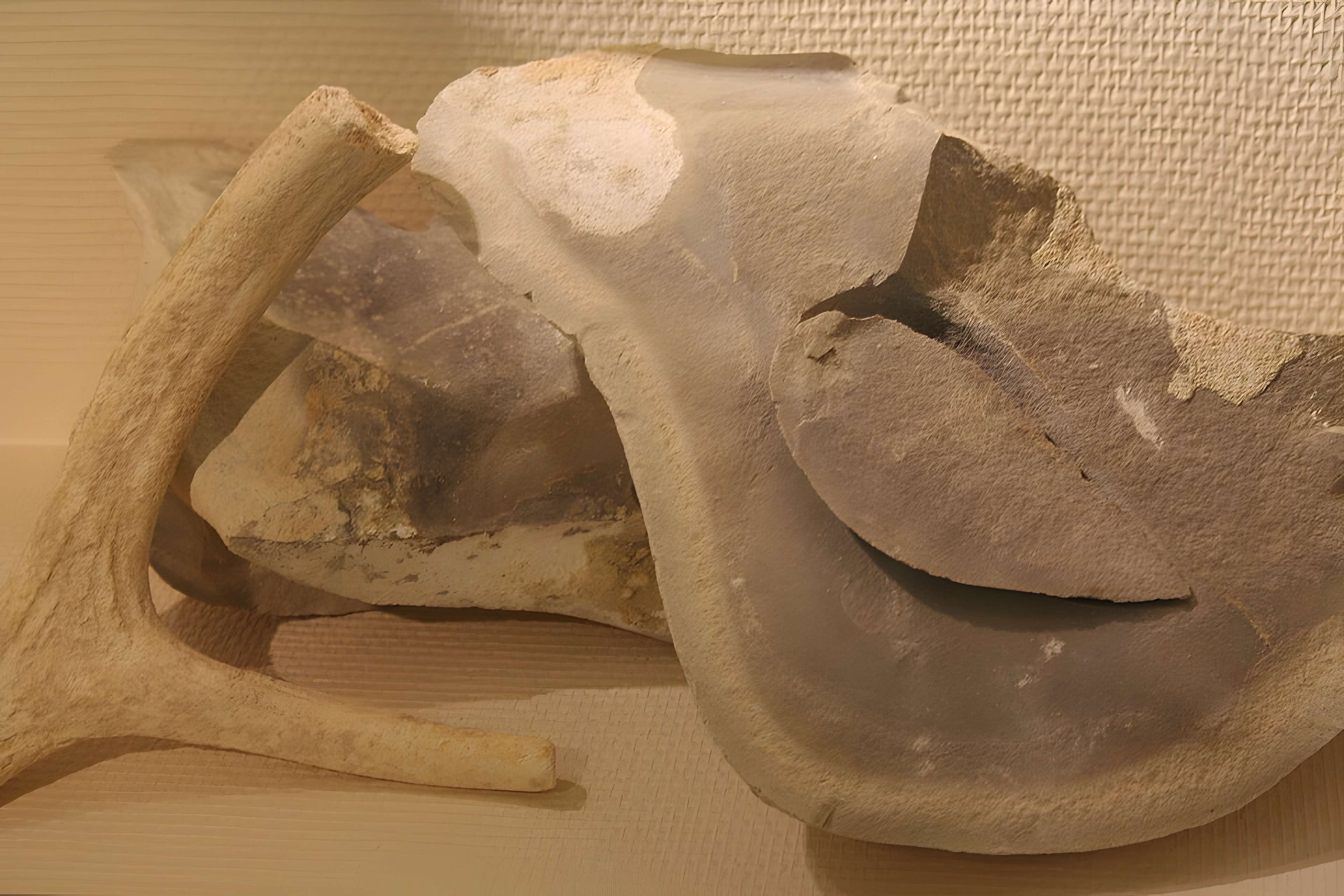 Musée de Normandie à Caen