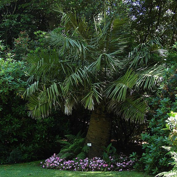 Photo de Muséum Emmanuel Liais à Cherbourg-Octeville