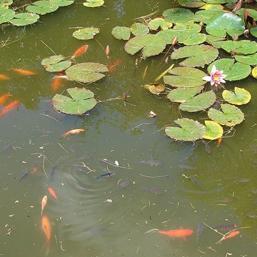 Muséum Emmanuel Liais à Cherbourg-Octeville