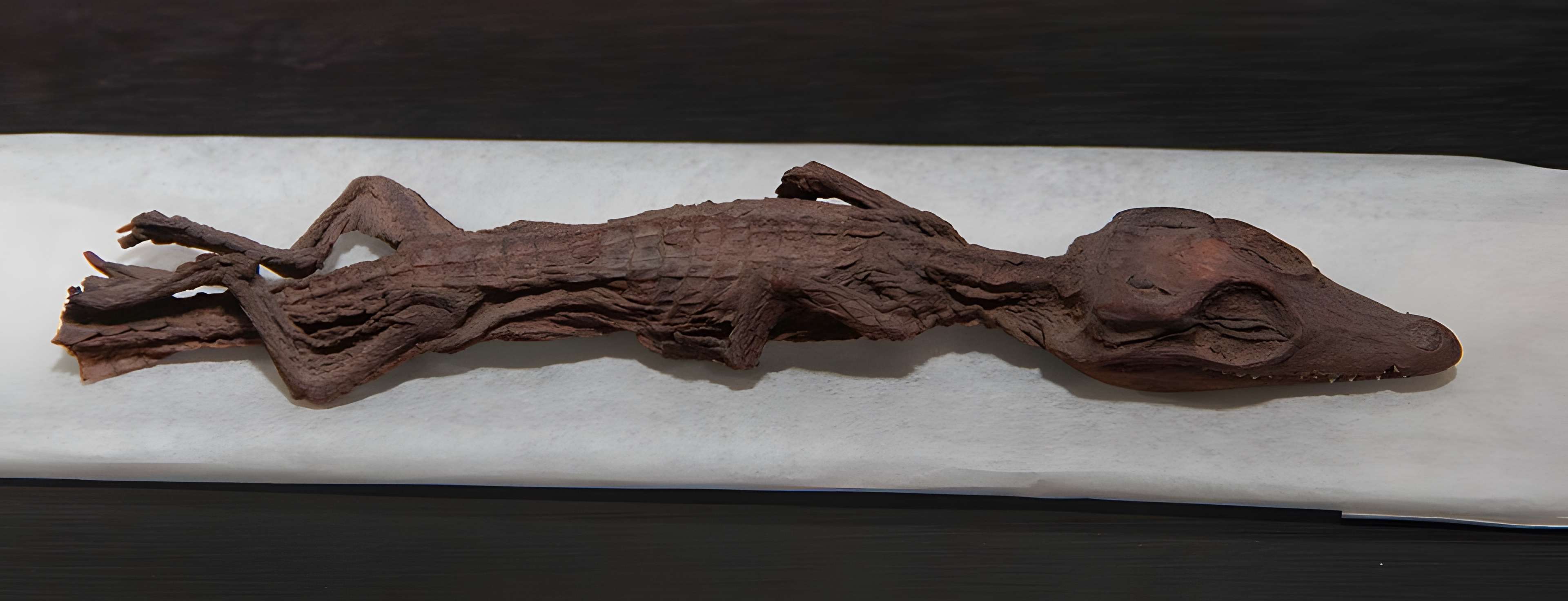 Muséum Emmanuel Liais à Cherbourg-Octeville