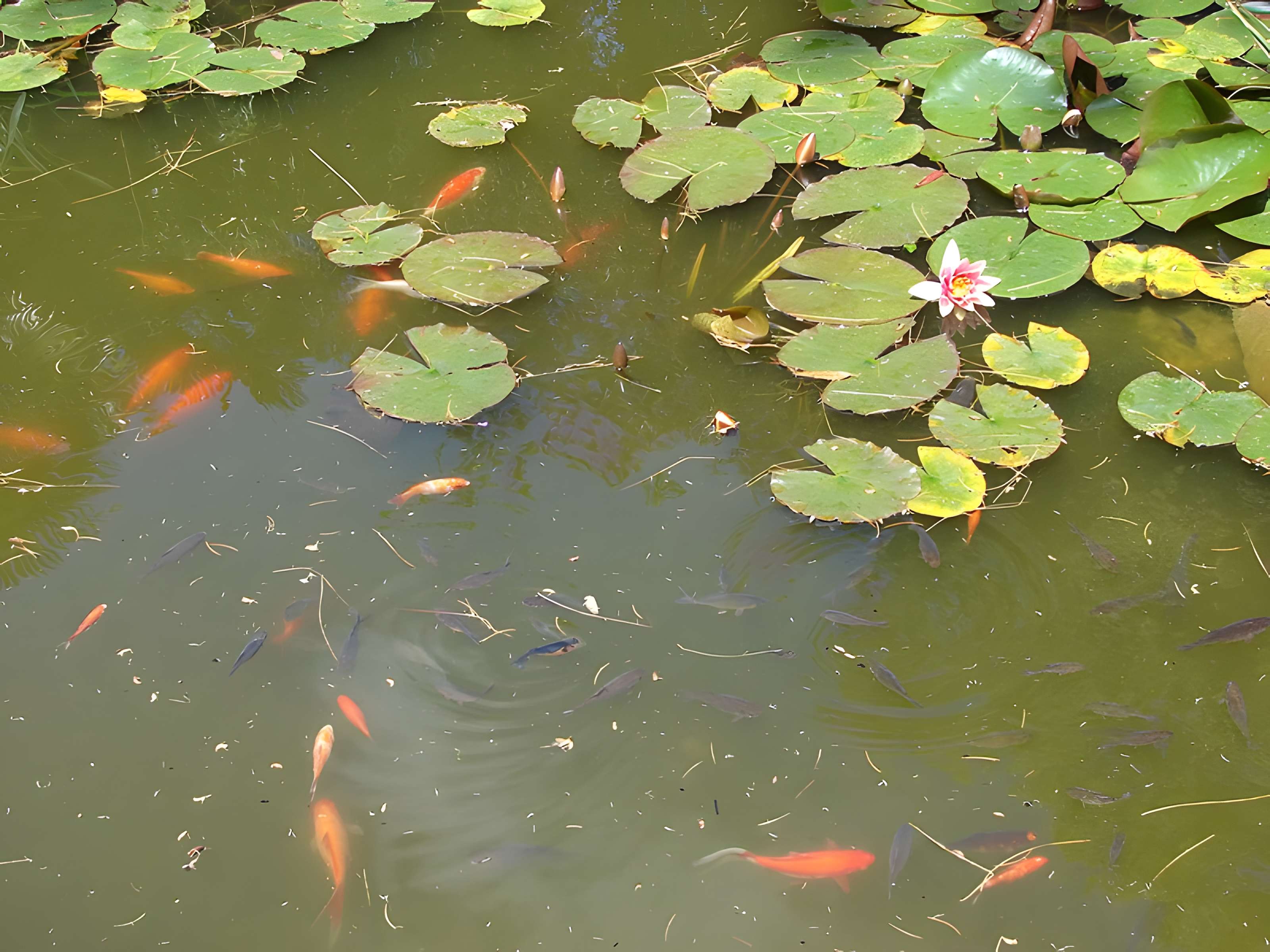 Muséum Emmanuel Liais à Cherbourg-Octeville