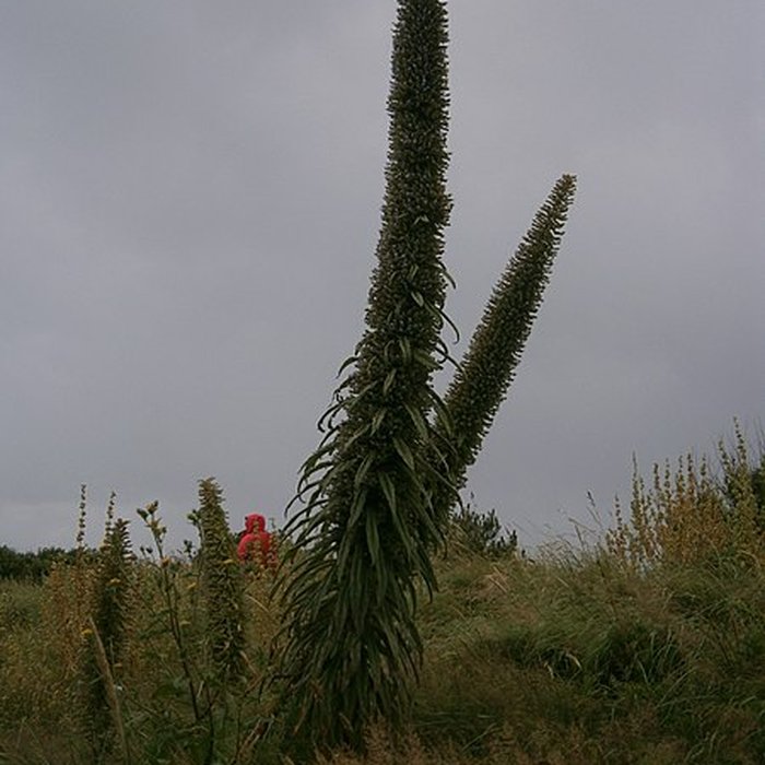 Photo de Musée Maritime de lIle Tatihou à Saint-Vaast-la-Hougue