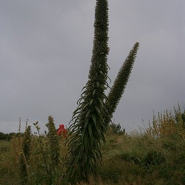 Musée Maritime de lIle Tatihou à Saint-Vaast-la-Hougue