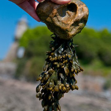Musée Maritime de lIle Tatihou à Saint-Vaast-la-Hougue