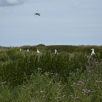 Musée Maritime de lIle Tatihou à Saint-Vaast-la-Hougue